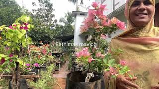 ☘️☘️🥰Fathimas bogain villas plant malayalamflowers [upl. by Llednew]