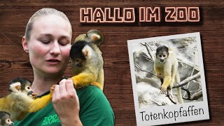 Spiel Spaß und Melonen im Zoo [upl. by Ahsenyl233]