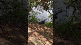 Close Encounter W 3 Alligators On Walking Trail scary outdoors nature trail family florida [upl. by Aikahs]