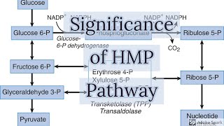 Significance Of HMP Pathway [upl. by Florinda]