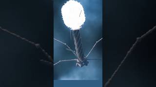 Bacteriophage  attacker of bacteria 😱shorts science facts [upl. by Elimac]