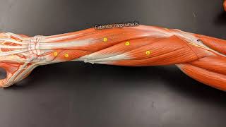 Muscles of the Forearm [upl. by Hume491]