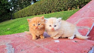 The rescued kitten almost nibbled the finger of rescuer [upl. by Latsyek213]