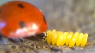 Ladybug Laying Eggs Closeup [upl. by Lebasi]