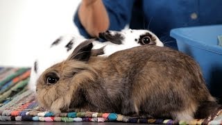 Why Are So Many Rabbits in Shelters  Pet Rabbits [upl. by Nessaj]