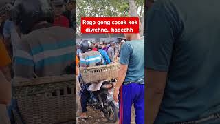 Rego belum deal shortvideo peternakkambingdomba goat ternak [upl. by Eesyak]