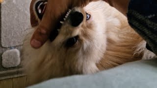 How to Stop Bruno the Jumping and Biting Pomeranian Spitz Puppy [upl. by Hendrika]