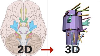 Cranial Nerves Anatomy [upl. by Yodlem972]