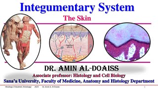 Histology2 Systemic Histology  Lecture2 INTEGUMENTARY SYSTEM  Part1The Skin [upl. by Ioyal911]