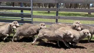 Spilsbury Ewes Orange Tag  Nerstane Sale 2024 [upl. by Gnet]