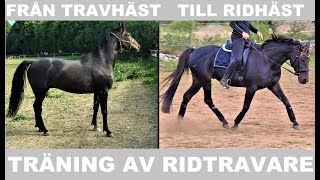 TRÄNING AV RIDTRAVARE  Första galoppen [upl. by Sirromed]