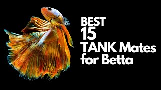 Top 15 Betta Tank Mates You Can Try explained  in 10 minutes [upl. by Adao]