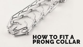 How to Fit a Prong Collar [upl. by Kimberlee]