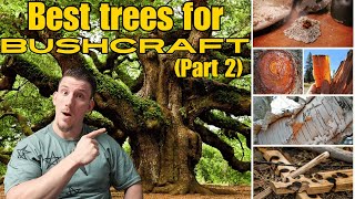 The Ultimate UK Tree Guide for Bushcraft Enthusiasts [upl. by Nnagem]