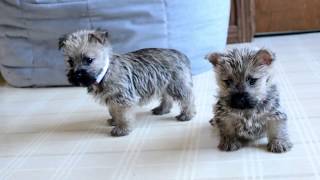 Wayne Weavers Cairn Terrier Pups [upl. by Berna]