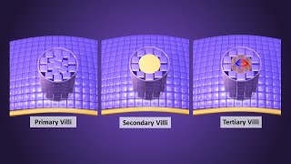 Chorionic villi development in Third Week  Primary Secondary amp Tertiary Villi [upl. by Nairrod788]
