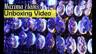 Maxima Clam Unboxing Video [upl. by Brooke]