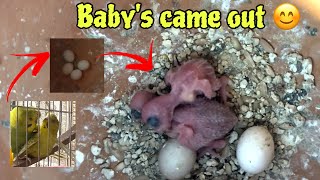 budgies bird egg hatching [upl. by Attayek]