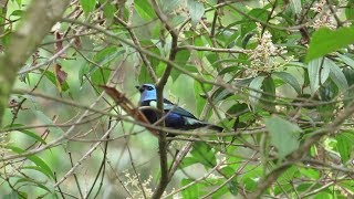 Avistamiento de aves vereda La Clara Caldas Antioquia [upl. by Dillon322]