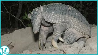 Natures Armoured Miracles Armadillos [upl. by Garik]