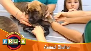 Animal Shelter  Virtual Field Trip  KidVision PreK [upl. by Htesil]