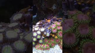 ITC Reef Delete Zapping Aiptasia reef tank [upl. by Mail]