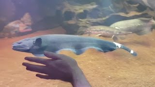 Feeding HUGE 18 inch Black Ghost Knifefish and 2ft Fire Eel [upl. by Dirgis]