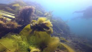 Thurlestone beach scuba 4th June 2023 [upl. by Marchelle771]