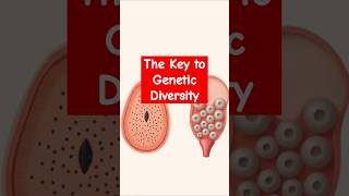 Understanding Meiosis The Key to Genetic Diversity 🌱 [upl. by Tammi]