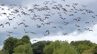 Lapwing Flying [upl. by Letsyrc988]