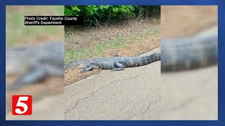 7ft alligator spotted in Fayette County not uncommon according to wildlife experts [upl. by Enerak292]