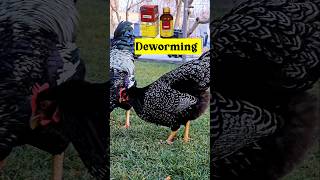 Poultry Deworming viral viralshorts BMW petlover albomardeworming indianpoultrycare [upl. by Lilithe527]