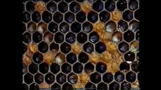 Despre Varroa si Cresterea MatcilorTradusa in romana [upl. by Treacy]