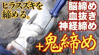 釣り場での魚の締め方「脳締め→血抜き→神経締め→鬼締め」ヒラスズキ編 seabass Ikejime [upl. by Pryor]