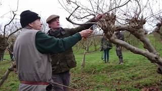 Roughway Farm Cobnut Pruning [upl. by Sullecram]