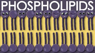 Phospholipids types structure and function [upl. by Caryl]