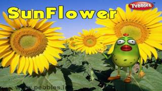 Sunflower Rhyme  3D Nursery Rhymes With Lyrics For Kids  Flower Rhymes  3D Rhymes Animation [upl. by Sidran150]