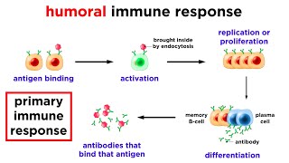 The Immune System Innate Defenses and Adaptive Defenses [upl. by Isobel91]