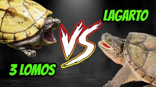 Tortuga LAGARTO VS 3 LOMOS [upl. by Hess]