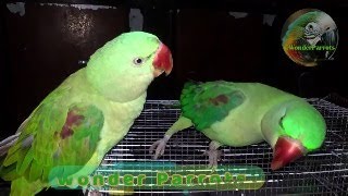 Ringneck Talking Parrot Parrot TalkingParrot Parakeet [upl. by Fern]