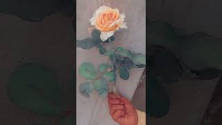 Yellow roseflowers shortvideo [upl. by Myrah]