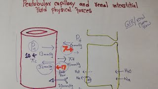 Renal interstitial hydrostatic pressure  Interstitial colloid osmotic pressure [upl. by Fonsie838]