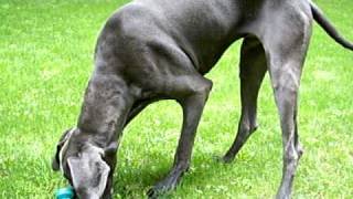 Henri the Blue Great Dane puppy vs Hose [upl. by Mireielle858]