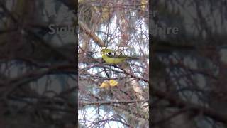 A Scarlet Tanager In Yorkshire birds avian nature [upl. by Madra]