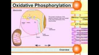 Oxidative phosphorylation [upl. by Ytisahcal]