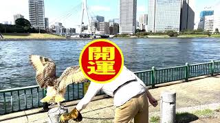 ベンガルワシミミズク（Bubo bengalensis）フライト練習2回目。 [upl. by Asilrahc]