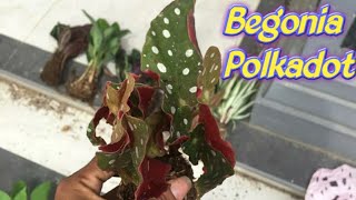 Begonia Polkadot [upl. by Pedaiah875]