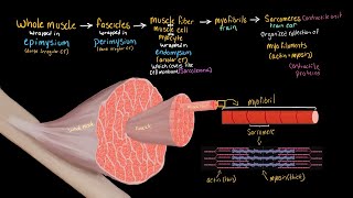 Structural Organization of Skeletal Muscle [upl. by Ylahtan]