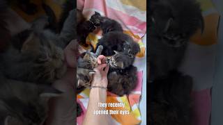 Baby MC kittens cutecats babykittens mainecoon mycat cutekitty catvideos catshorts catpets [upl. by Arinaj]