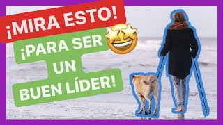 51 CONSEJOS para CONVERTIRTE en un BUEN LÍDER para tu PERRO 💚 FUNCIONA 🙌 [upl. by Nelyak]